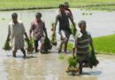 Agricultores castigaron con su voto la política agraria india ante crisis climática 