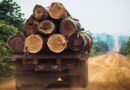 Bosques heridos por el cambio climático y la demanda de madera
