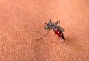 Preocupación en Europa: cambio climático, mosquitos y virus