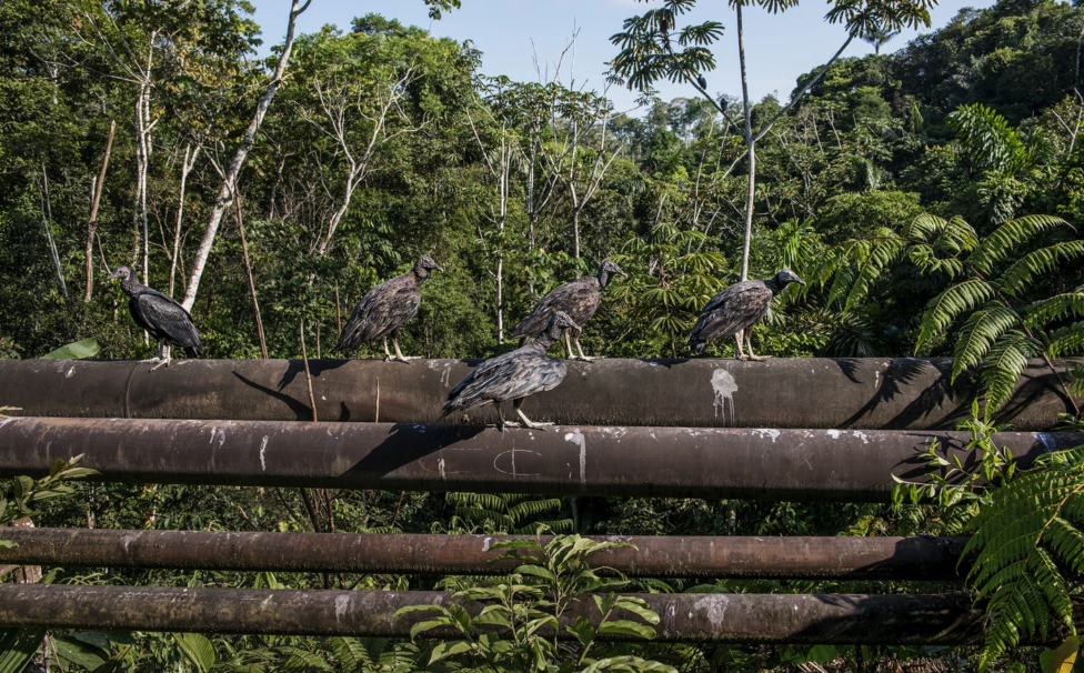 Ecuador debe detener la explotación de petróleo en Yasuní