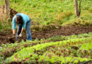 Campo colombiano: su revitalización pasa por el retorno de los jóvenes