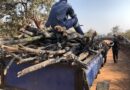 Tala de bosques golpea a pobladores rurales de Zimbabue con falta de madera