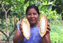 Aromático cacao se expande por compleja zona de Perú gracias a las mujeres